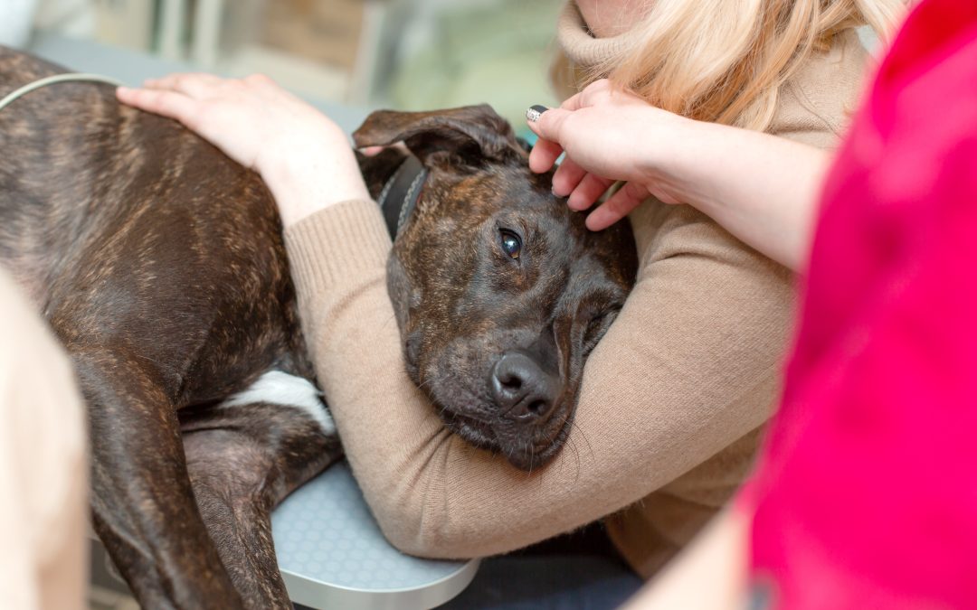 Veterinary Technician applying gentle restraint to a dog receiving medical care at a clinic.