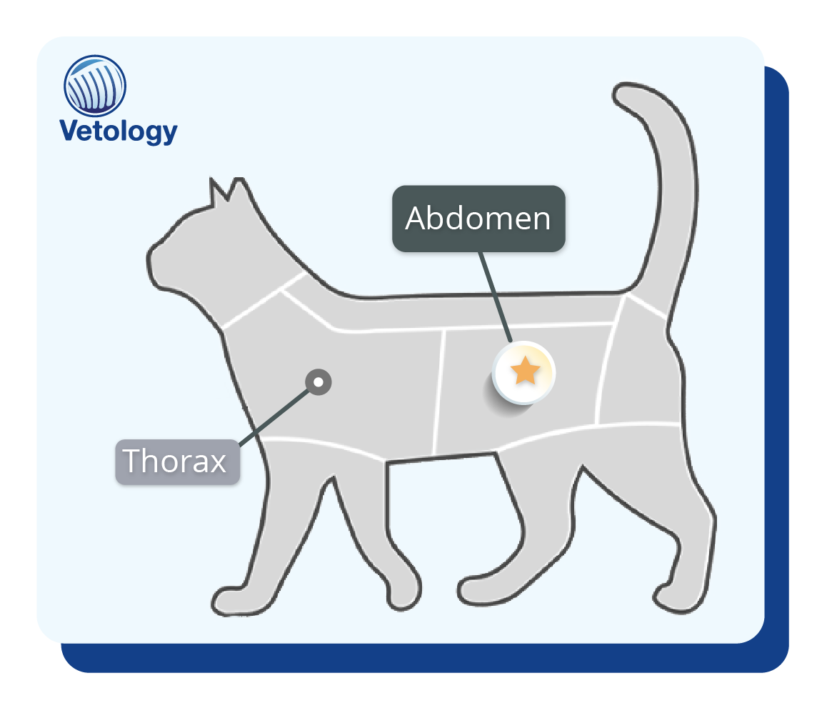 illustration of cat featuring a call out on the feline abdomen