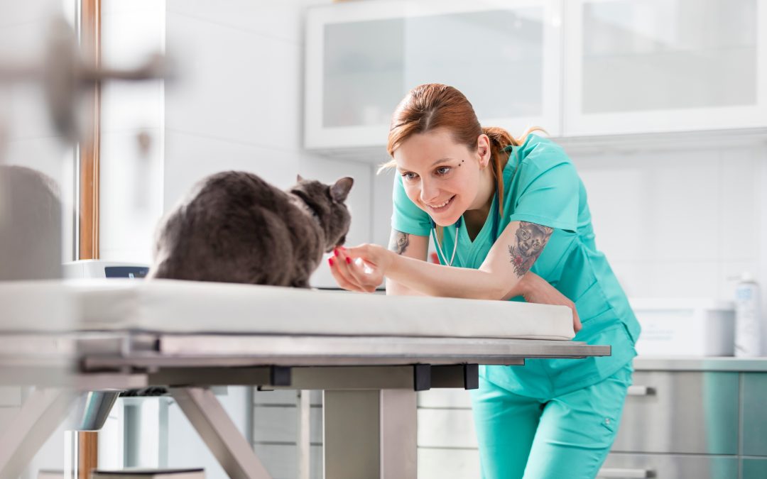 Smiling doctor with Russian blue cat at veterinary clinic