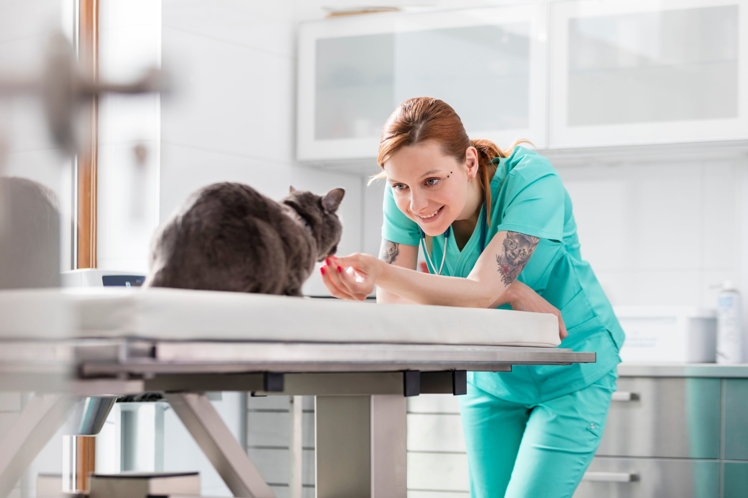 Smiling doctor with Russian blue cat at veterinary clinic