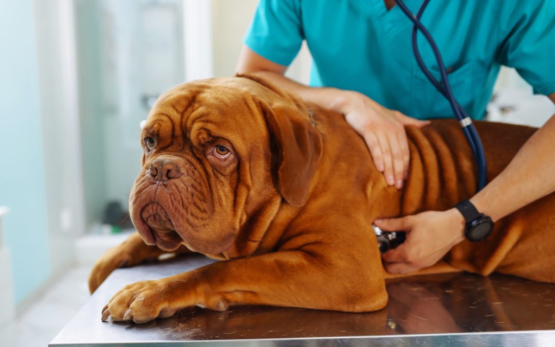 Mastiff dog getting physical exam by veterinarian