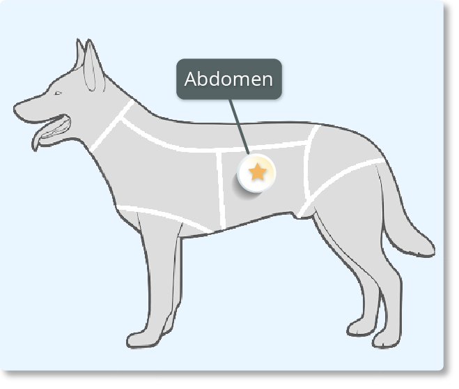 Outline drawing of a dog with the abdomen highlighted