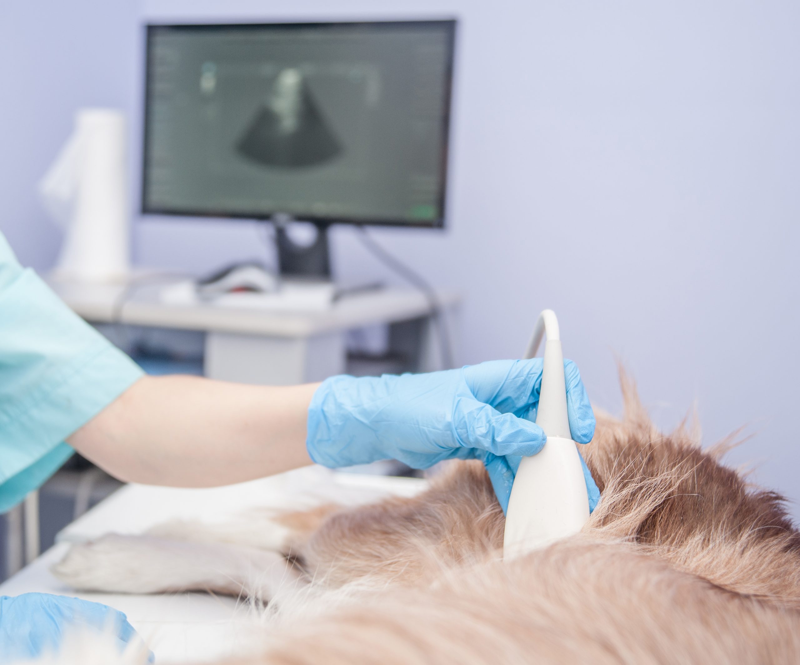 Close up puppy having ultrasound scan in vet office.