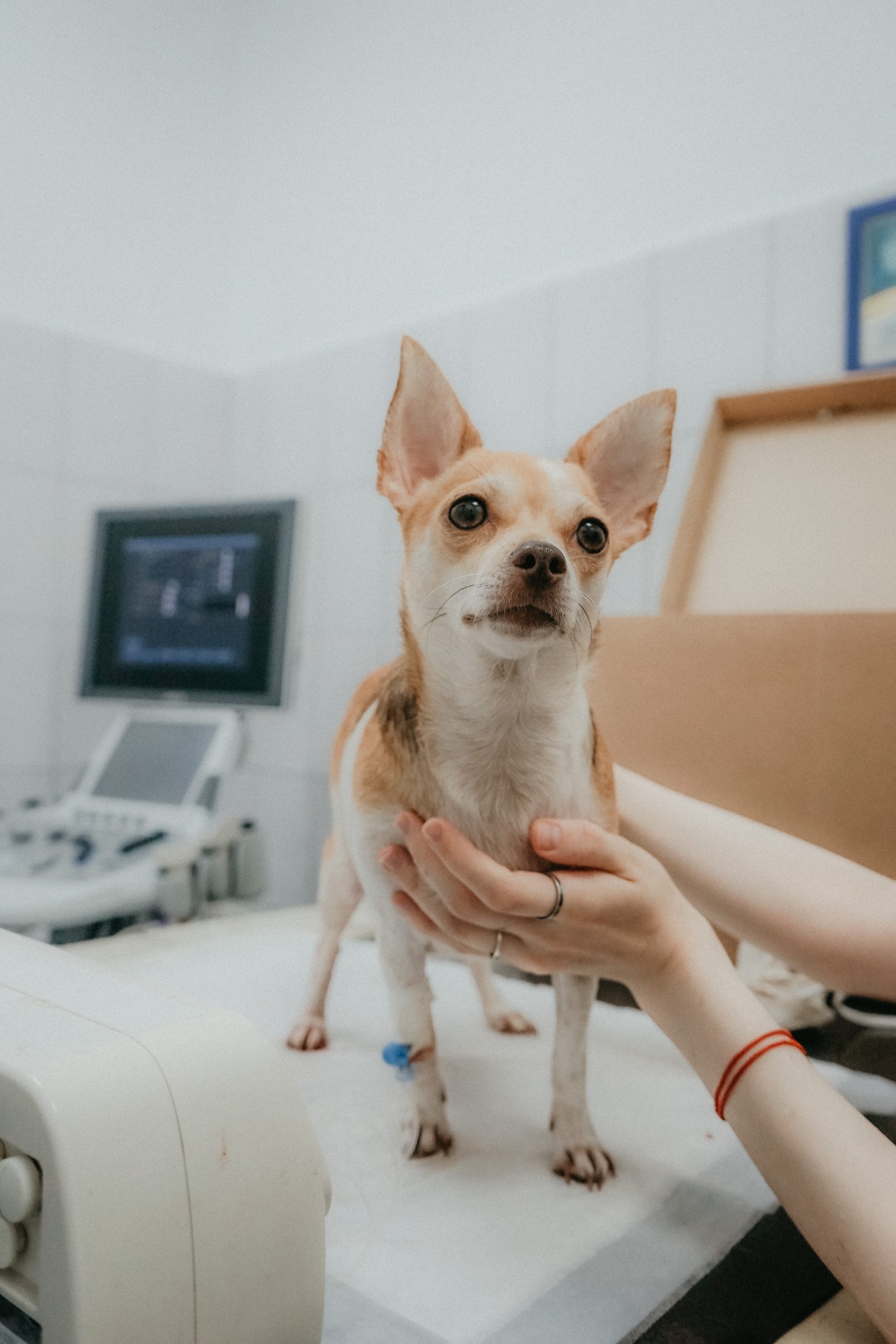 ultrasound background patient on exam table - vertical - anya-prygunova-unsplash