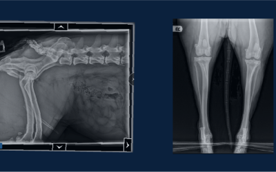 Understanding Classifiers in Veterinary Imaging AI