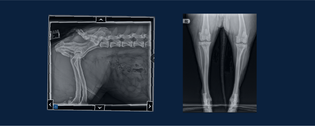 veterinary limb radiographs