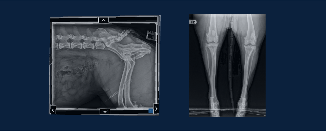 veterinary limb radiographs