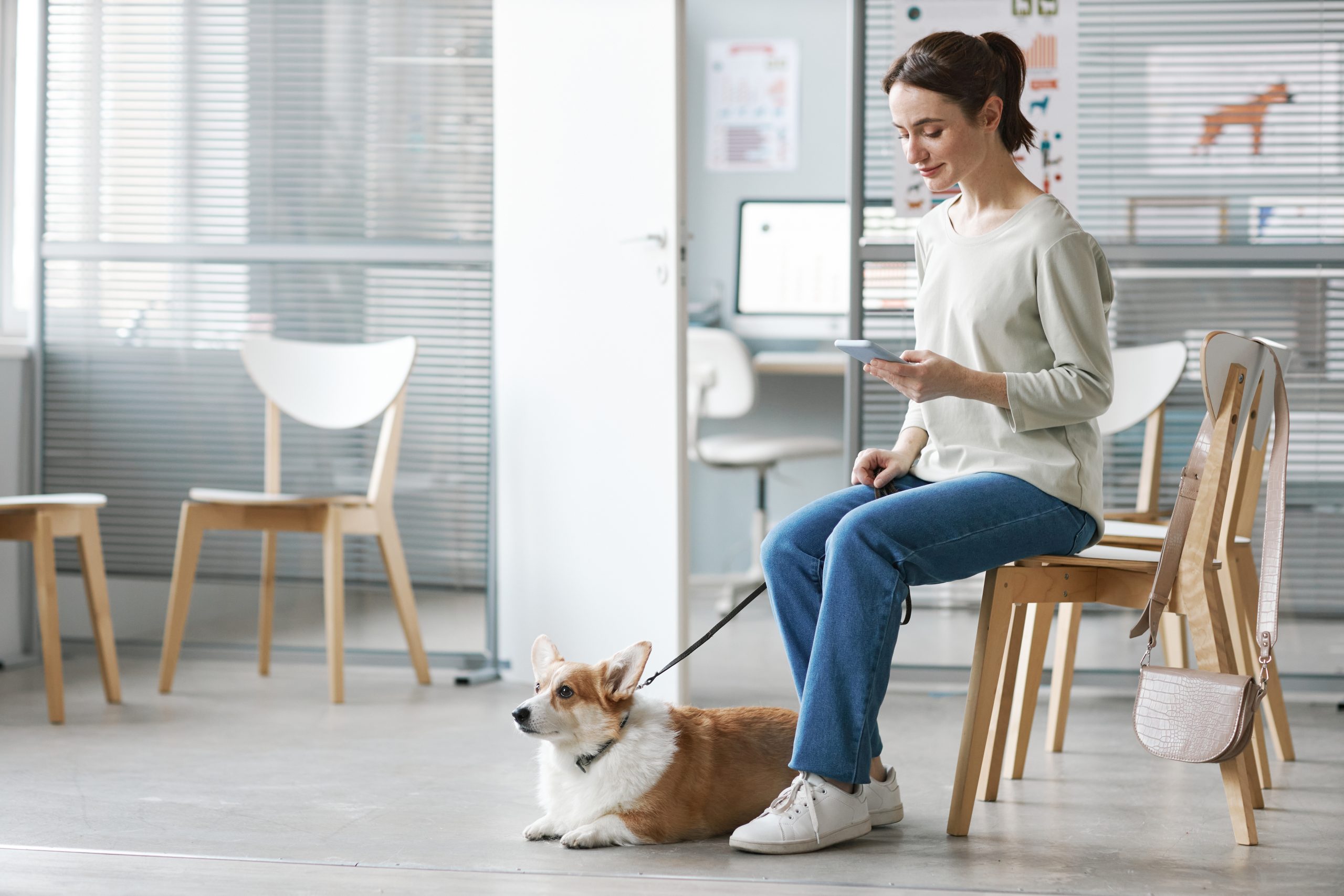 Young brunette woman with corgi dog waiting for veterinarian in clinics Young woman with corgi dog waiting for veterinarian in clinic