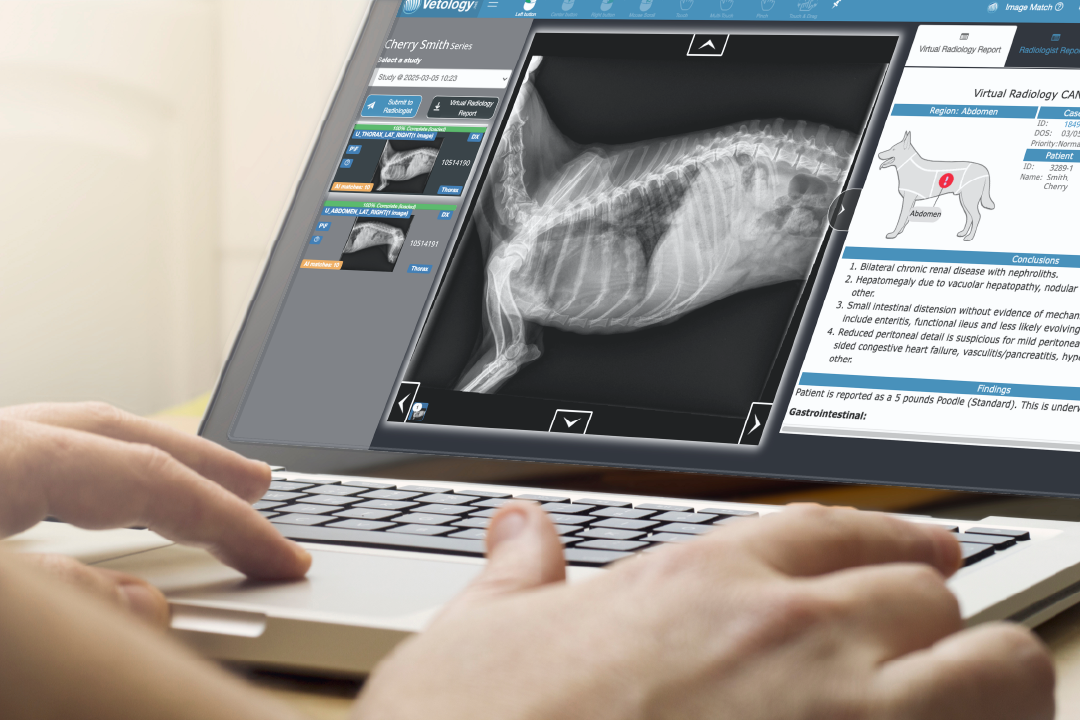 image viewer on laptop vetology platform visible on laptop screen