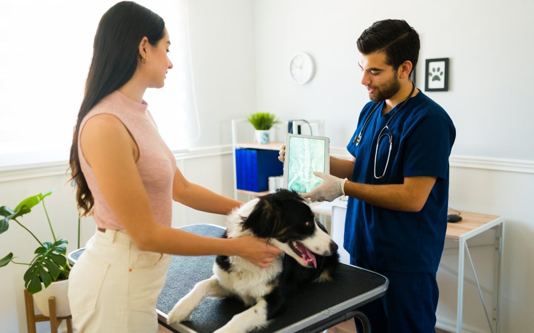 veterinarian discussing a collie's radiographs showing owner the radiographs on a tablet.