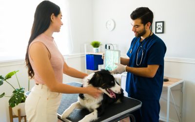 Vetology’s Approach to AI: Radiologist Consensus in Action
