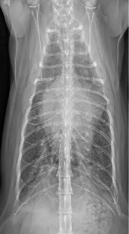 Well Positioned Canine Thorax radiograph showing a well positioned and collimated Canine Thorax
