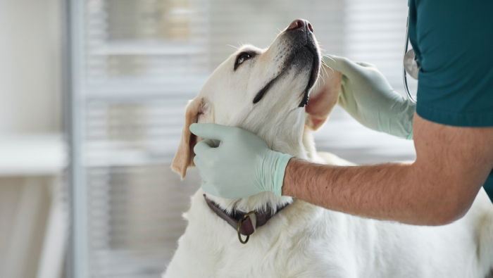 Yellow Lab looking up at caring veterinarian