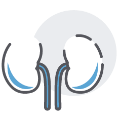 Kidneys icon
