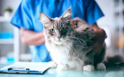 3 Feline Chest X-Ray Findings That Are Easily Missed
